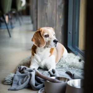 Toosikannu Looduspark lemmikloom