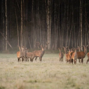 Toosikannu Looduspark punahirved loomavaatlus puhkus Eestis