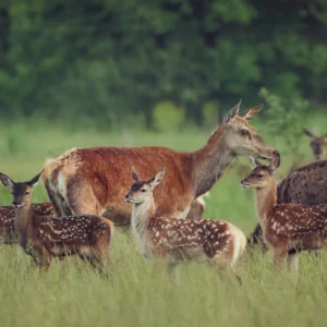 Toosikannu Looduspark bämbide hooaeg